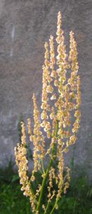 Sauerampfer Samen Stand Rumex acetosa 05
