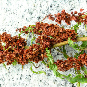 Sauerampfer Samen braun Rumex acetosa 04