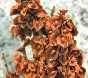 Sauerampfer Samen braun Rumex acetosa 05