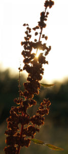 Sauerampfer Samenstand braeunlich Rumex acetosa 01