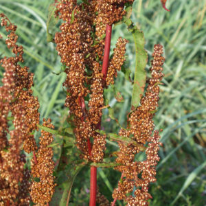 Sauerampfer Samenstand braeunlich Rumex acetosa 02