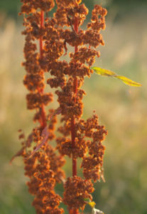 Sauerampfer Samenstand braeunlich Rumex acetosa 03