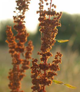 Sauerampfer Samenstand braeunlich Rumex acetosa 05