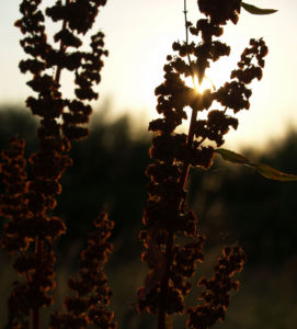 Sauerampfer Samenstand braeunlich Rumex acetosa 06