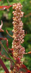 Sauerampfer Samenstand braeunlich Rumex acetosa 07