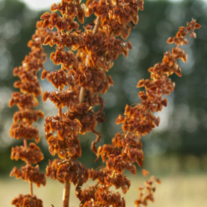 Sauerampfer Samenstand braeunlich Rumex acetosa 08