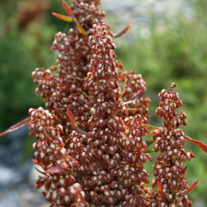 Sauerampfer Samenstand braeunlich Rumex acetosa 09