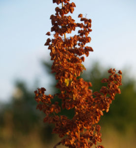 Sauerampfer Samenstand braeunlich Rumex acetosa 10