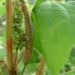 Zurück zum kompletten Bilderset Sauerampfer Rumex acetosa