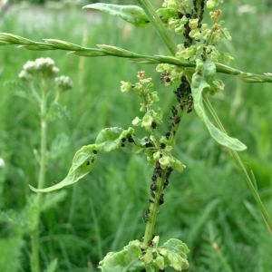 Sauerampfer Rumex 02
