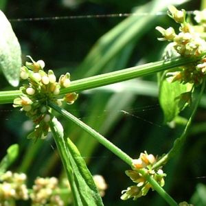 Sauerampfer Rumex 03