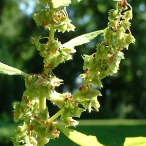 Sauerampfer Rumex 04