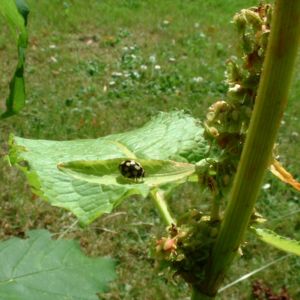 Sauerampfer Rumex 05