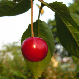 Sauerkirsche Frucht rot Prunus cerasus 02