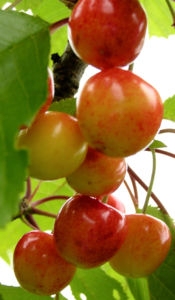 Sauerkirsche Frucht rot Prunus cerasus 03