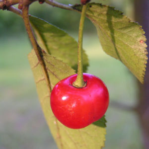 Sauerkirsche Frucht rot Prunus cerasus 04