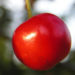 Zurück zum kompletten Bilderset Sauerkirsche Frucht rot - Prunus cerasus