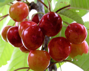 Sauerkirsche Frucht rot Prunus cerasus 07