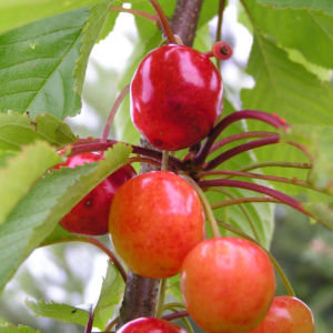 Sauerkirsche Frucht rot Prunus cerasus 08