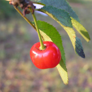 Sauerkirsche Frucht rot Prunus cerasus 09