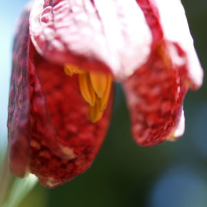 Schachbrettblume Bleute purpur Fritillaria meleagris 02