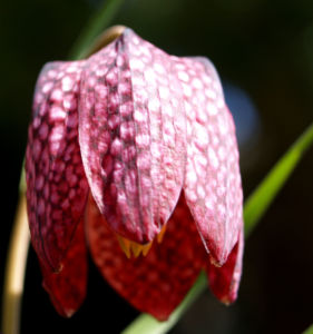 Schachbrettblume Bleute purpur Fritillaria meleagris 04