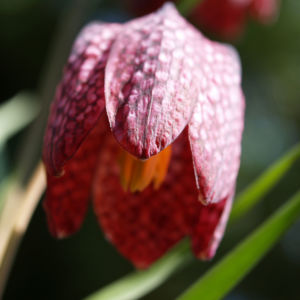 Schachbrettblume Bleute purpur Fritillaria meleagris 05