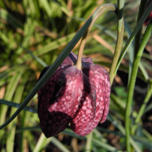 Schachbrettblume Bluete rot braun Fritillaria meleagris 02