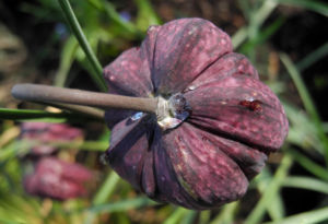 Schachbrettblume Bluete rot braun Fritillaria meleagris 03