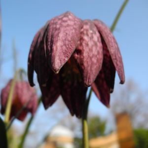 Schachbrettblume Bluete rot braun Fritillaria meleagris 09