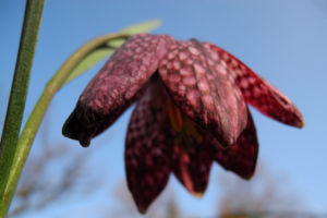 Schachbrettblume Bluete rot braun Fritillaria meleagris 10