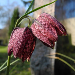 Schachbrettblume Bluete rot braun Fritillaria meleagris 11