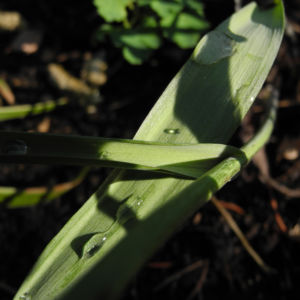 Schachbrettblume Bluete rot braun Fritillaria meleagris 13