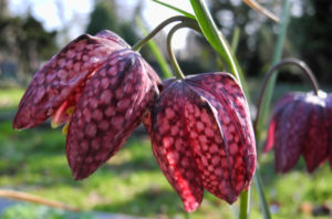 Schachbrettblume Bluete rot braun Fritillaria meleagris 15