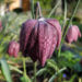 Zurück zum kompletten Bilderset Schachbrettblume Blüte rot braun Fritillaria meleagris