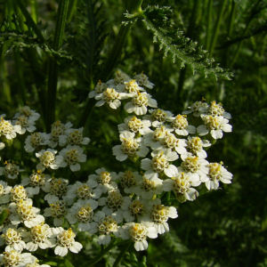 Schafgarbe Bluete Achillea setacea 01