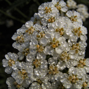 Schafgarbe Bluete Achillea setacea 03