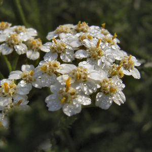Schafgarbe Bluete Achillea setacea 04