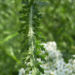Zurück zum kompletten Bilderset Schafgarbe Blüte weiß Achillea setacea