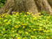 Zurück zum kompletten Bilderset Scharbockskraut Blüte gelb Ranunculus ficaria