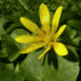 Zurück zum kompletten Bilderset Scharbockskraut Blüte gelb Ranunculus ficaria
