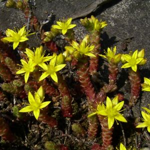 Scharfer Mauerpfeffer Sedum acre 01
