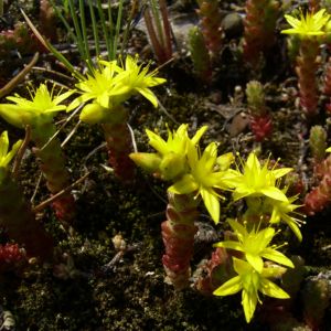 Scharfer Mauerpfeffer Sedum acre 02