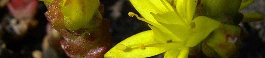 Anklicken um das ganze Bild zu sehen  Scharfer Mauerpfeffer Sedum acre