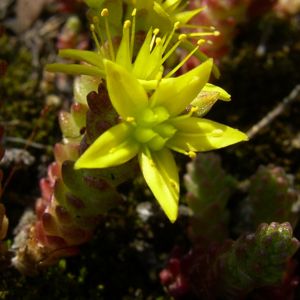Scharfer Mauerpfeffer Sedum acre 04