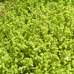 Scharfer Mauerpfeffer Sedum arce 01