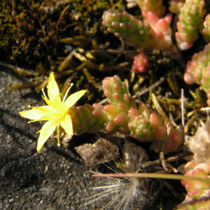 Scharfer Mauerpfeffer Sedum arce 02
