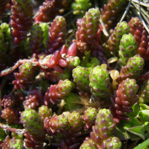 Scharfer Mauerpfeffer Sedum arce 03