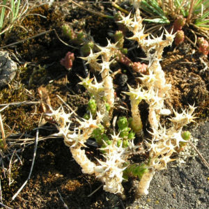 Scharfer Mauerpfeffer Sedum arce 05