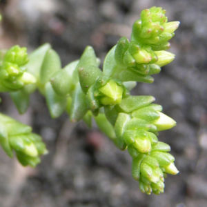 Scharfer Mauerpfeffer Sedum arce 06